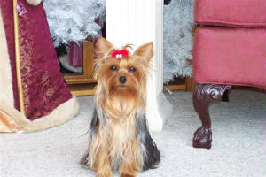 christmas07030.jpg