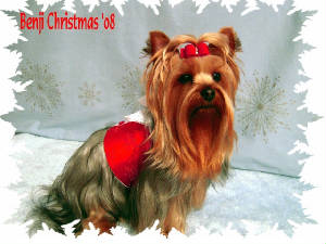 christmas08b013.jpg