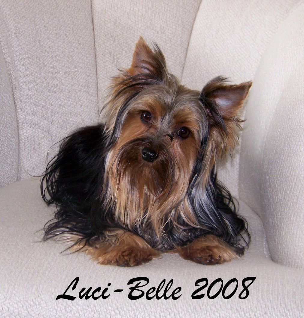 lucibelle2008.jpg